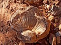Fossil, Ardon Creekת Ramon Makhtesh, Negev, Israel מאובן, נחל ארדון, מכתש רמון, הר הנגב - panoramio.jpg