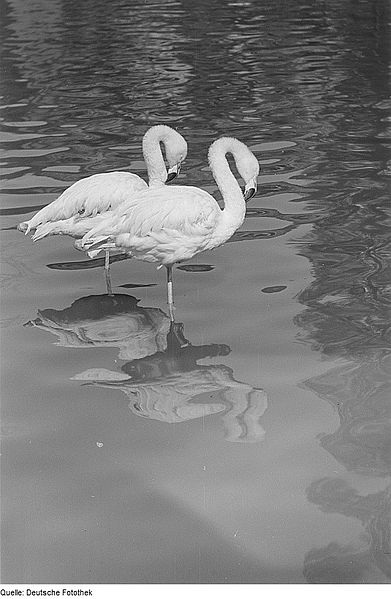 File:Fotothek df roe-neg 0006426 006 Zwei Flamingos.jpg