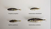 Four species of stickleback (Gasterosteidae).jpg