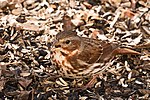 Thumbnail for File:Fox Sparrow With Open Beak.jpg