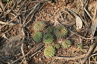 <i>Frailea schilinzkyana</i> Species of cactus