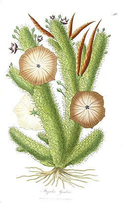 Иллюстрация Hoodia gordonii Франциска масконы