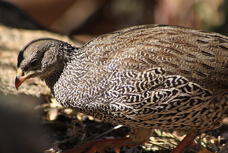 File:Francolinus natalensis -Pilanesberg National Park, South Africa-8.jpg