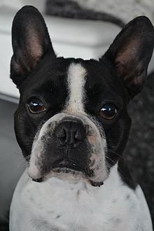 Bulldog Francez Wikipedia