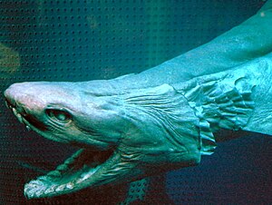 Kragenhai: Merkmale, Verbreitung, Lebensweise