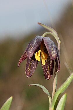 Fritillaria affinis 6603.JPG