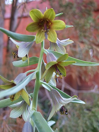 <i>Fritillaria sewerzowii</i> Species of flowering plant