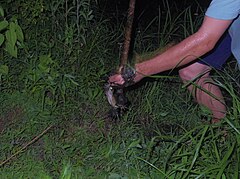 American bullfrog caught at night by a pond in the Southern United States on a simple homemade frog gig constructed out of wood and nails. Frog caught on homemade frog gig cropped.jpg