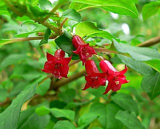 <i>Fuchsia parviflora</i> Species of plant