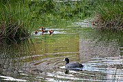 English: Family of eurasian coots (fulica atra) with juvenile birds. Minsk, Belarus Беларуская: Сям'я лысух. Мінск, Беларусь Русский: Семья лысух. Минск, Беларусь