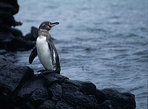 Modelling microplastic bioaccumulation and biomagnification potential in the Galápagos penguin ecosystem using Ecopath and Ecosim (EwE) with Ecotracer