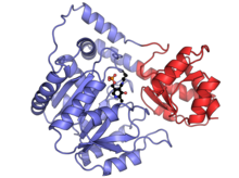 Gallus gallus aspartate aminotransferase monomer.png