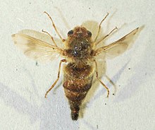 Gasterophilus gastrointestinalis.JPG