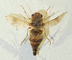 Gasterophilusintestinalis.JPG