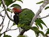 red and green parrott perched in a tree