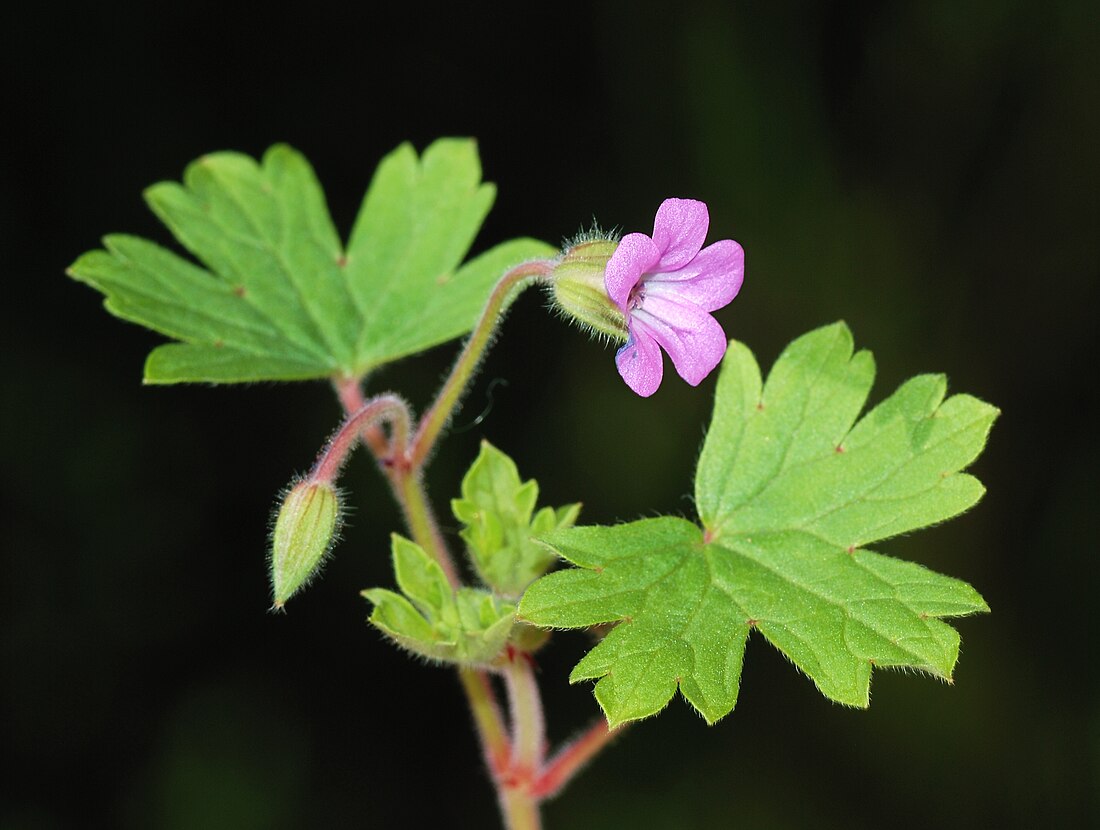 Rondfolia geranio