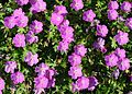 * Nomination Bloody Cranesbill (Geranium sanguineum). -- Alvesgaspar 18:36, 27 November 2015 (UTC) * Promotion Good quality. --Michael Barera 03:47, 28 November 2015 (UTC)