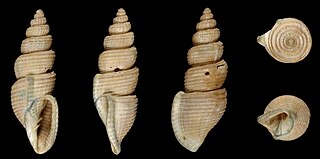 <i>Gerdiella cingulata</i> Species of sea snail