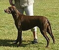 German Shorthaired Pointer, liver