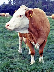 Jerman cattle.jpg