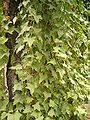 Habitus, Leaves and Flowers