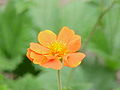 Geum coccineum 'Borisii'