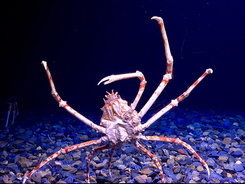 File:Giant Spider Crab, Macrocheira kaempferi, Lisbon Oceanarium.jpg