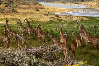 Giraffes Arusha Tanzania.jpg