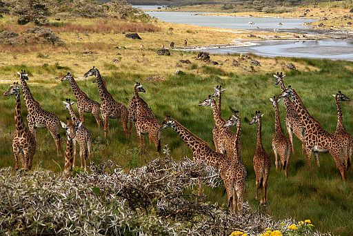Giraffes Arusha Tanzania