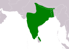 Distribución de Glaucidium radiatum