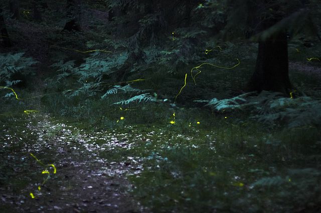 Long exposure photograph of Fireflies