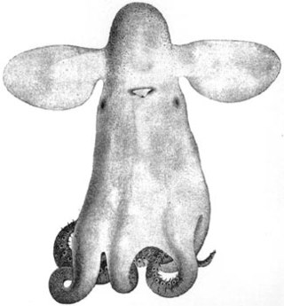 <span class="mw-page-title-main">Grimpoteuthidae</span>