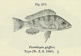 <i>Gnathochromis pfefferi</i> Species of fish