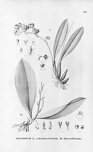 plate 66 Gomesa widgrenii (as syn. Oncidium odontochilum), Trichocentrum nanum (as syn. Oncidium thyrsiflorum)