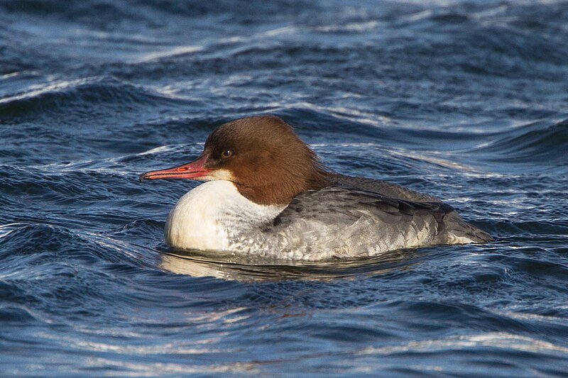 File:Goosander (Mergus merganser), Shoreham, Sussex 1.jpg