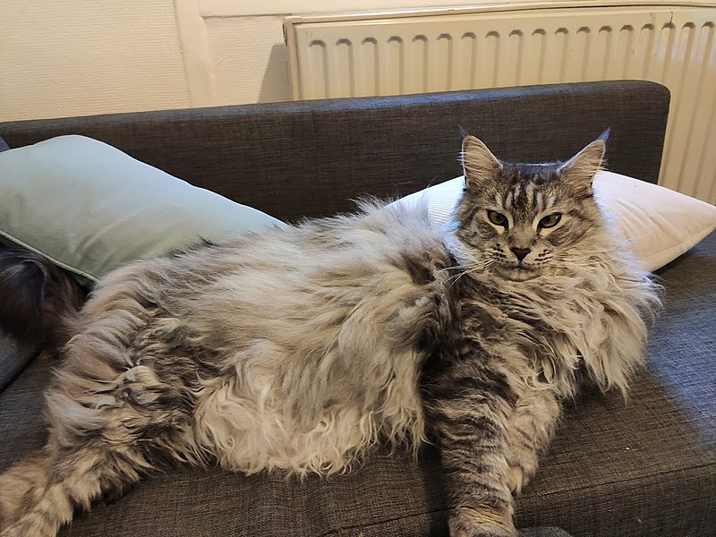 File:Grandchatmaincoon.jpg