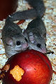 Graphiurus sp. (probably murinus) - two adults eating a nectarine (compare size!)