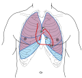 Foyers d'auscultation cardiaque en vue antérieure thoracique avec les différentes valves indiquées par A (aortique), P (pulmonaire), T (tricuspide) et M (mitrale).