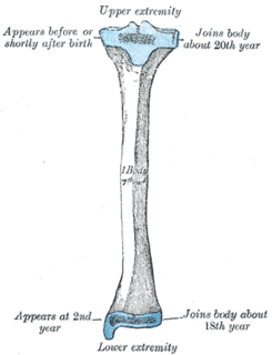 Gerdys tubercle