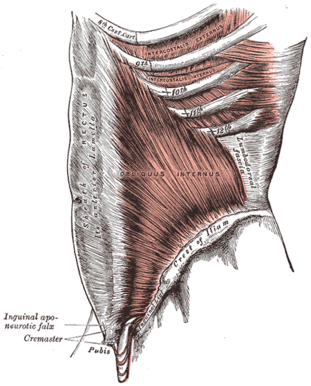 العضلة البطنية الغائرة المائلة (العضلة المائلة الغائرة للبطن).