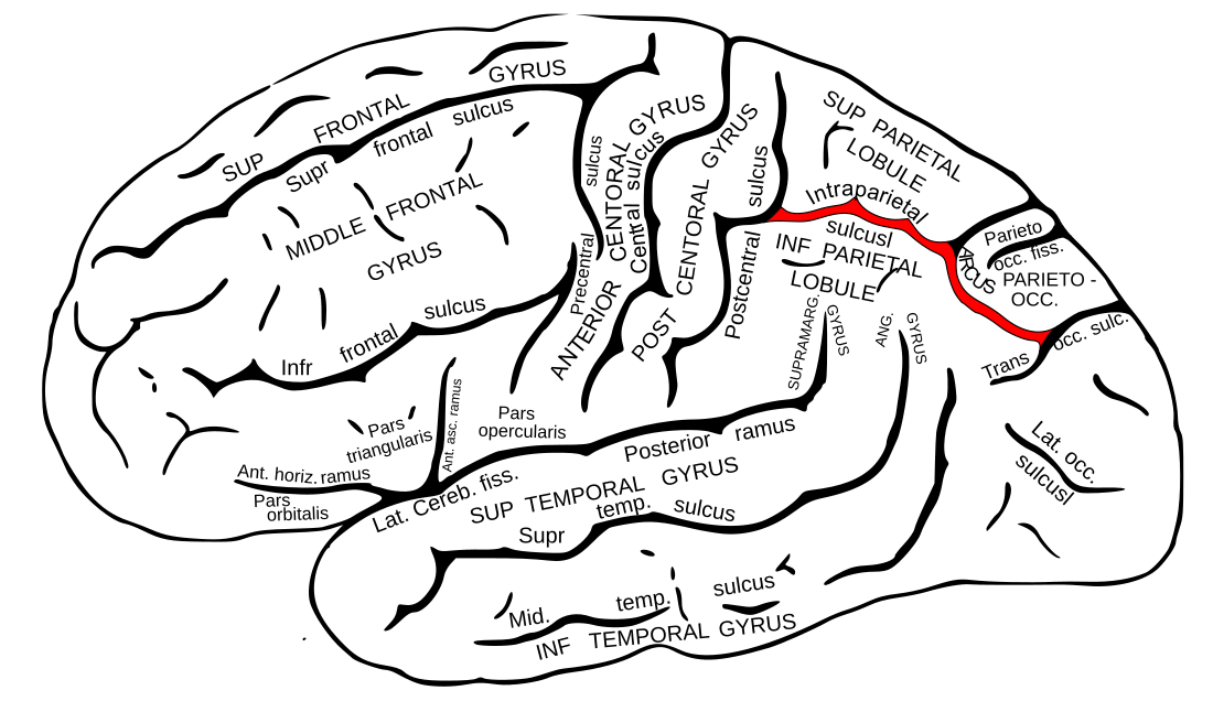 Intraparietal sulcus