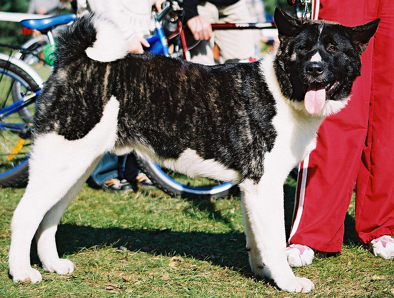 File:Great japanese dog00.jpg