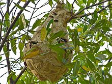 Lebih besar Banded Hornets Nest (Vespa tropica) (8223186887).jpg