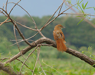 <span class="mw-page-title-main">Greater thornbird</span> Species of bird