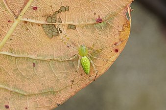 Peucetia viridana