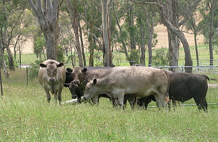 Greyman steers on the left and in the foreground. Greyman.JPG