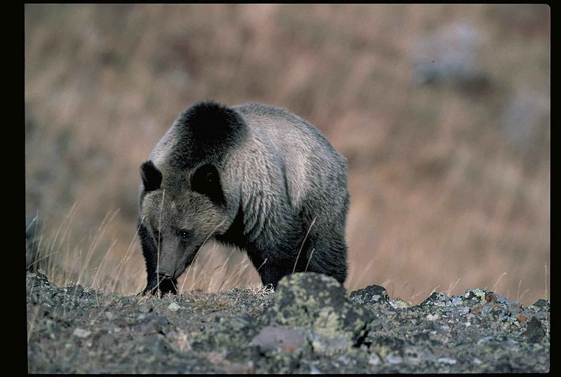 File:Grizzly bear on mountain.jpg