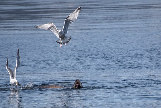 A pair of Gulls steal a herring from a Sea Lion, Favorite Channel, Southeast Alaska.