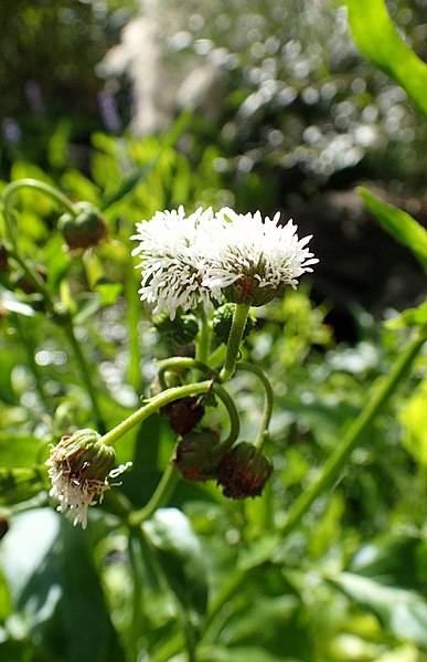 File:Gymnocoronis spilanthoides kz3.jpg