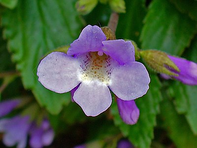 Haberlea ferdinandi-coburgi Flower